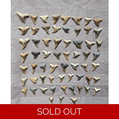 61 Rare Hemipristis Shark Teeth Fossil Lot From Florida Megalodon Age